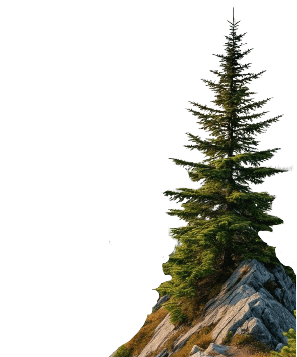 A lone coniferous evergreen tree growing atop a jagged, rocky outcrop against a white background.