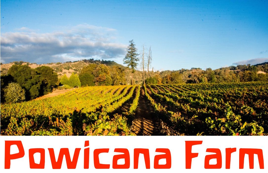 Vineyard Winery