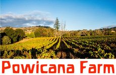 Vineyard Winery