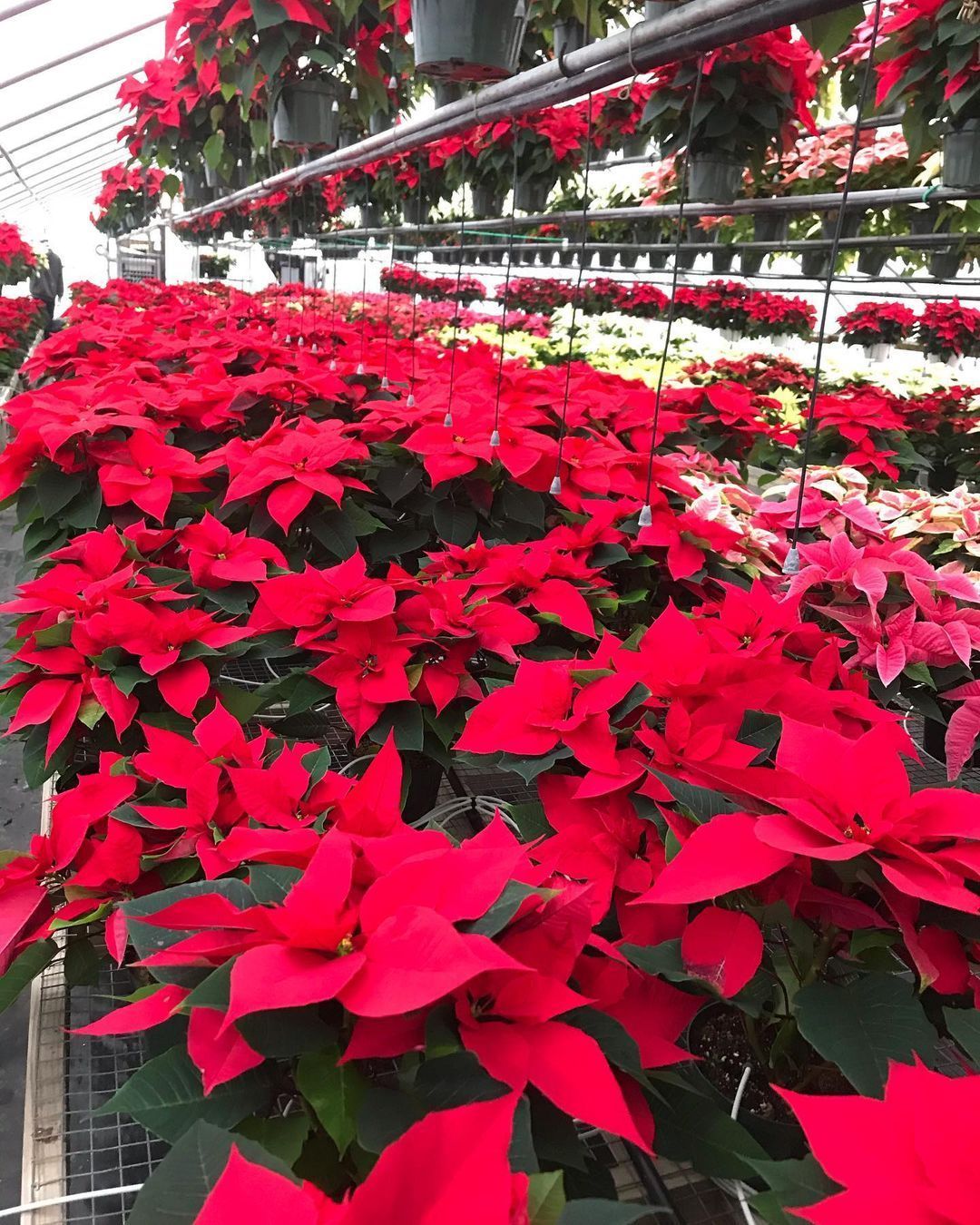 Poinsettias — Williston, VT — Paquette Full of Posies