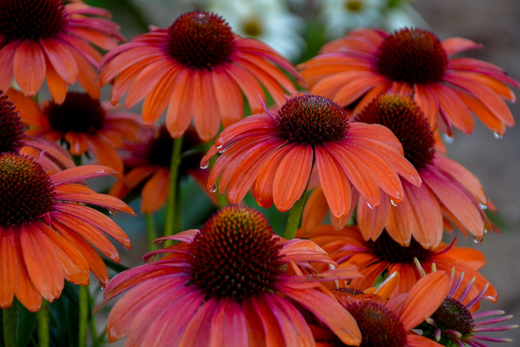 Orange Sunflower — Williston, VT — Paquette Full of Posies