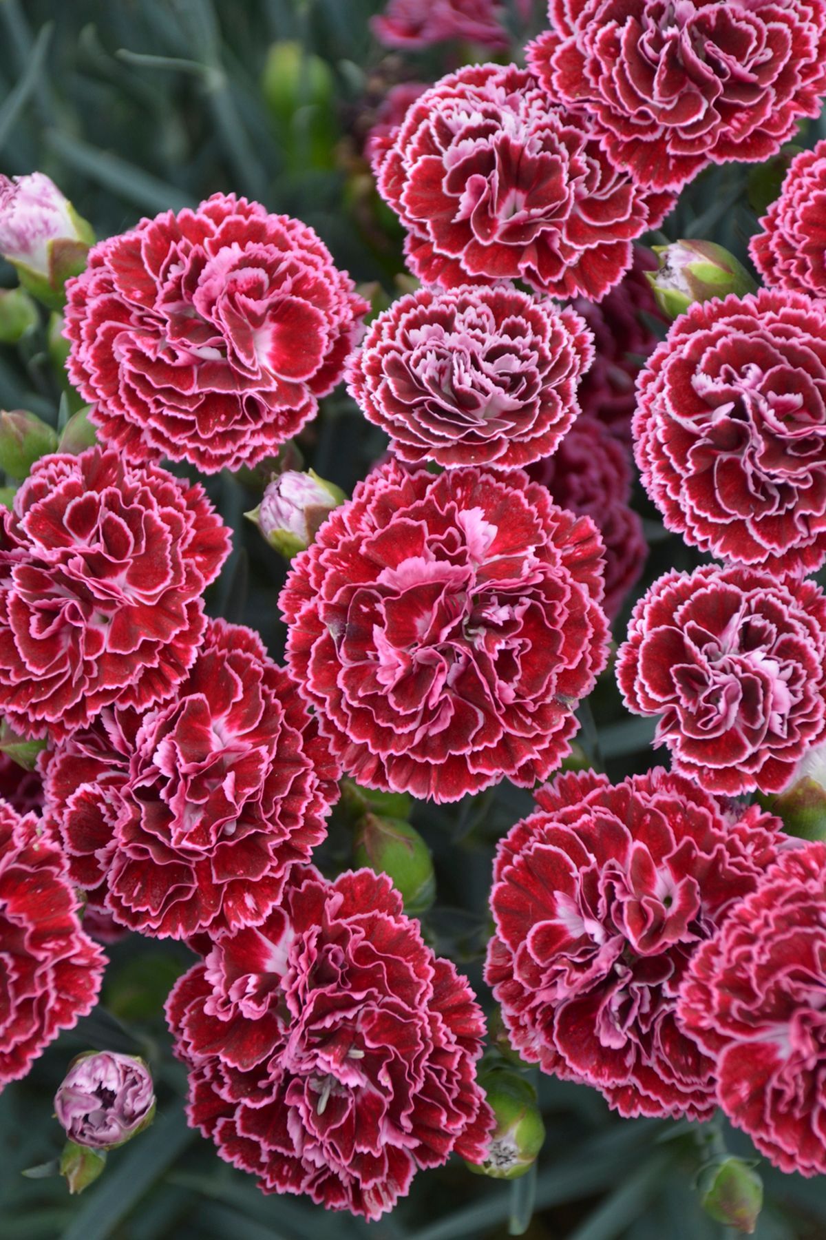 Red Flower — Williston, VT — Paquette Full of Posies