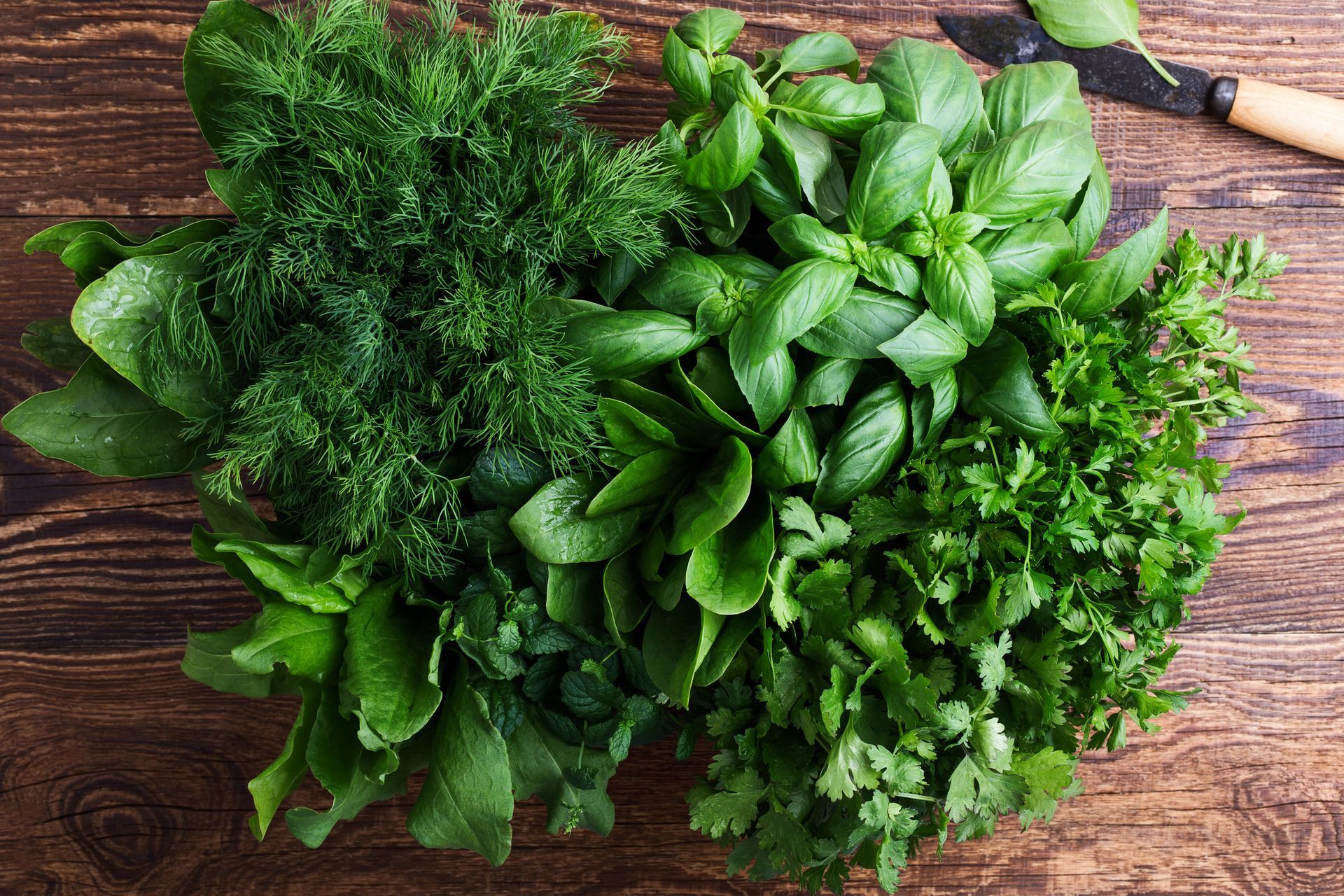Herb — Williston, VT — Paquette Full of Posies
