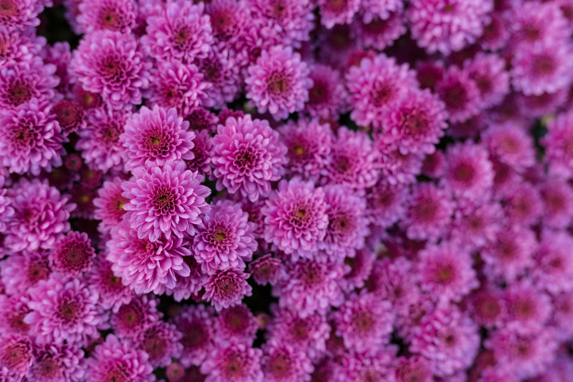 Many Flowers — Williston, VT — Paquette Full of Posies