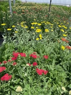 Flower Field — Williston, VT — Paquette Full of Posies Flower Field — Williston, VT — Paquette Full of Posies