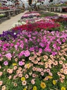 Bunch Of Flowers — Williston, VT — Paquette Full of Posies Bunch Of Flowers — Williston, VT — Paquette Full of Posies
