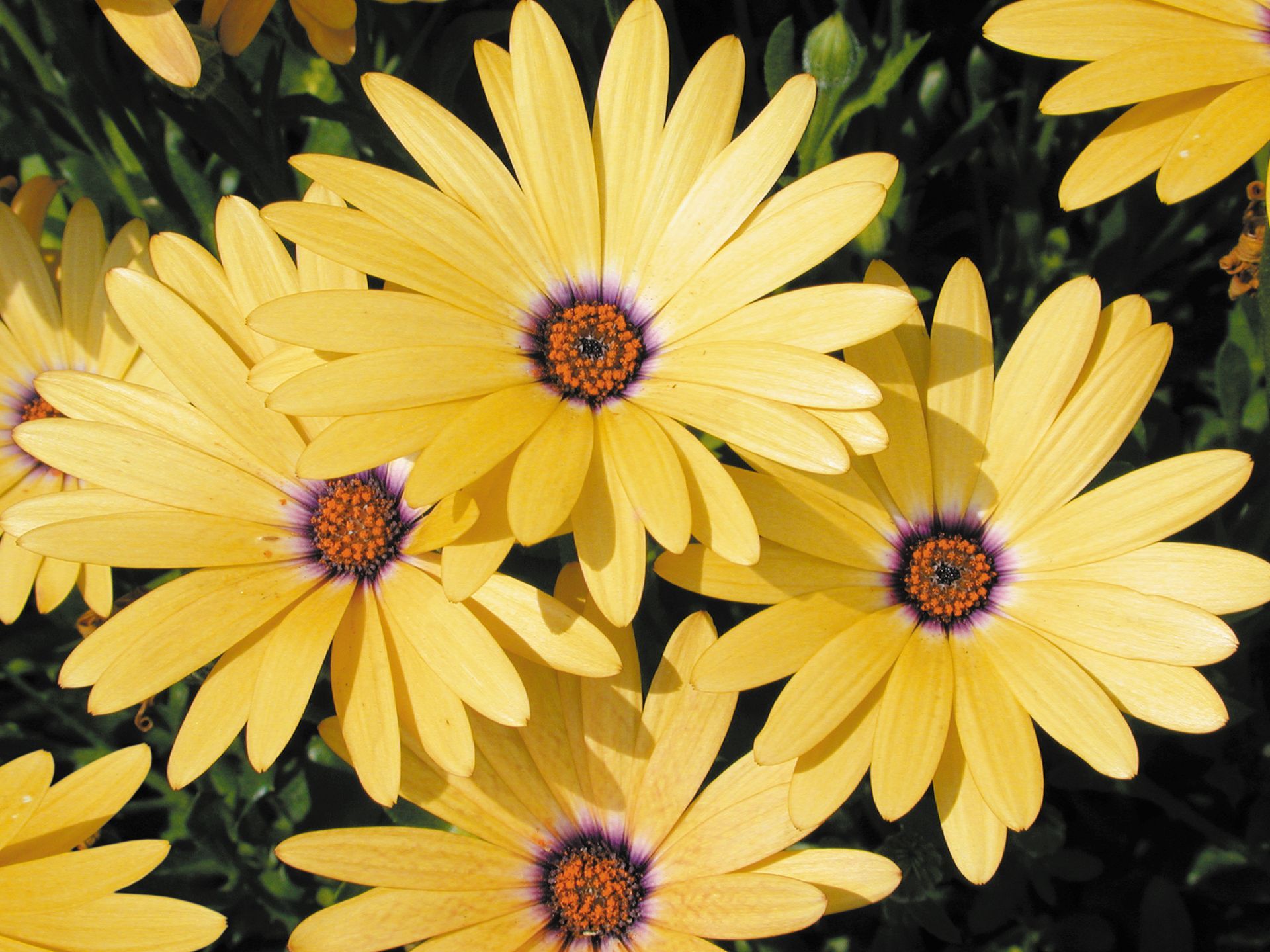 Lemon Symphony Flower — Williston, VT — Paquette Full of Posies