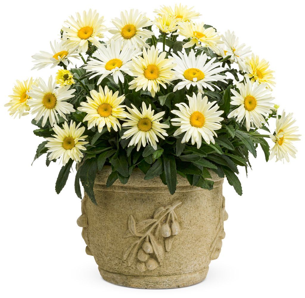 Daisy — Williston, VT — Paquette Full of Posies