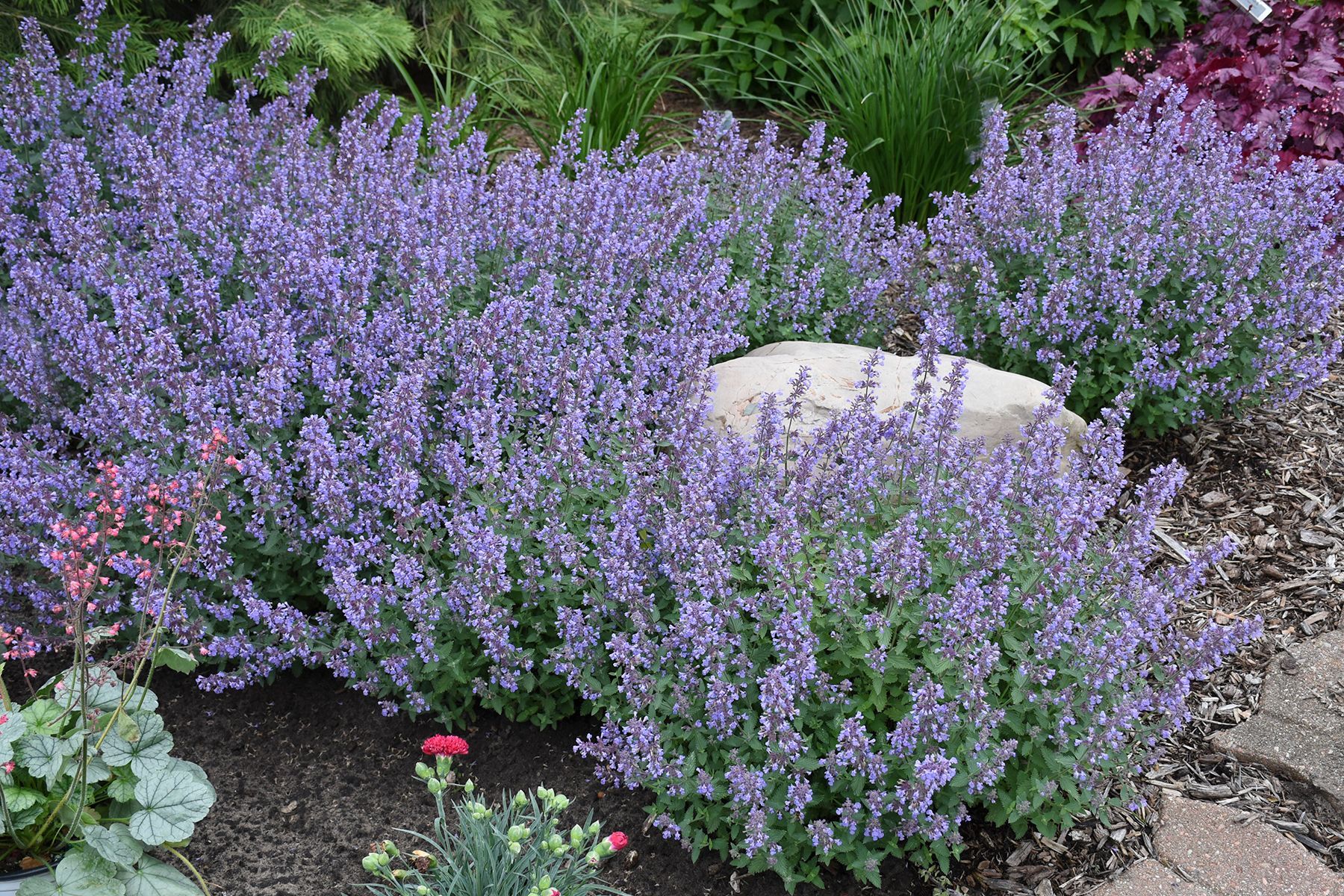 Flower — Williston, VT — Paquette Full of Posies