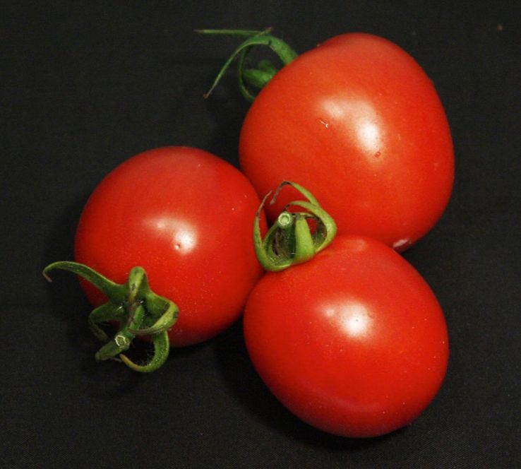 Tomato — Williston, VT — Paquette Full of Posies