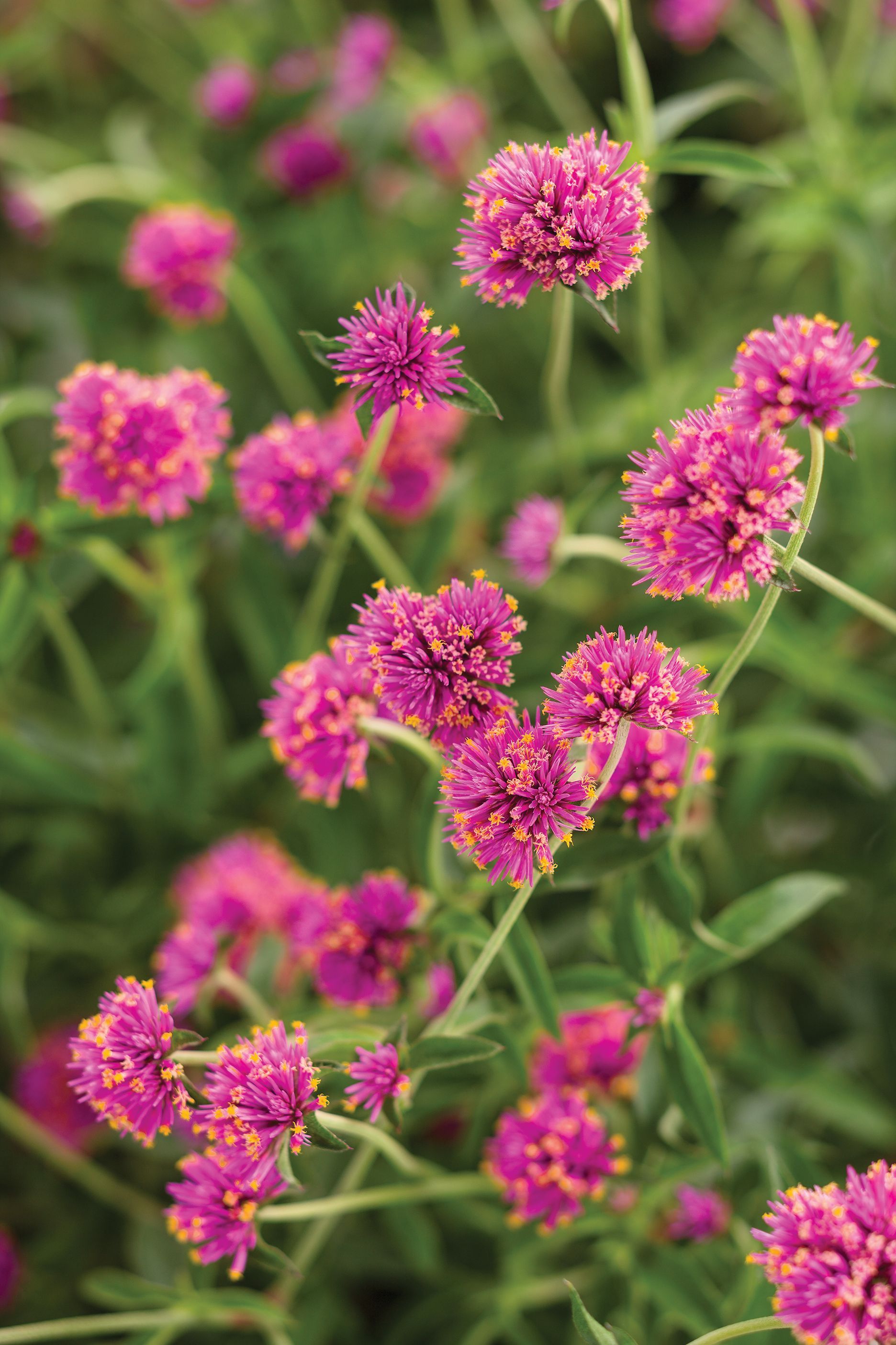 Pink Flowers  — Williston, VT — Paquette Full of Posies