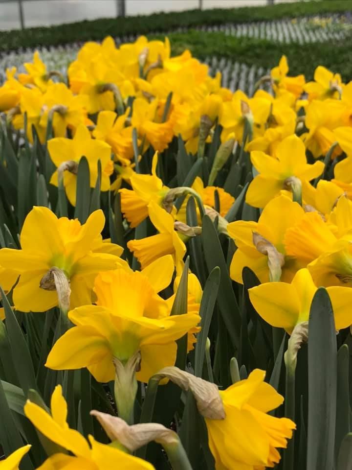 Daffodils — Williston, VT — Paquette Full of Posies Daffodils — Williston, VT — Paquette Full of Posies