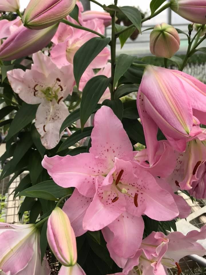 Lilies — Williston, VT — Paquette Full of Posies Lilies — Williston, VT — Paquette Full of Posies
