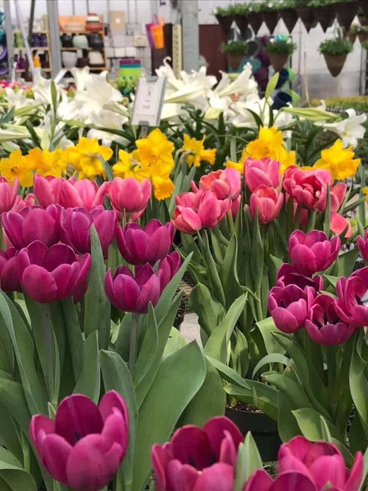 Tulips — Williston, VT — Paquette Full of Posies Tulips — Williston, VT — Paquette Full of Posies
