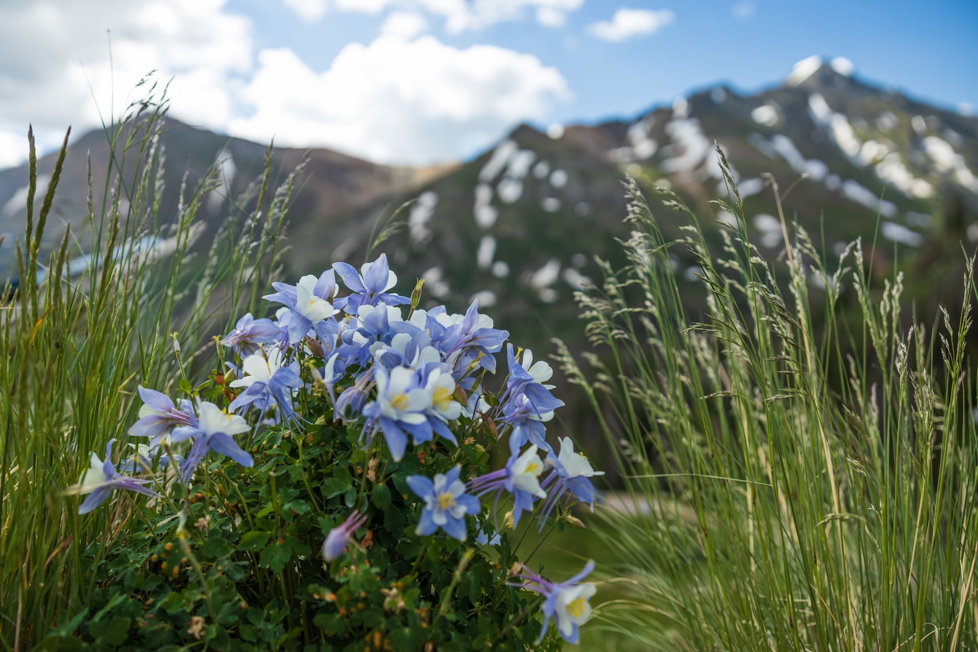 A bunch of purple and white flowers are growing in a field with mountains in the background.