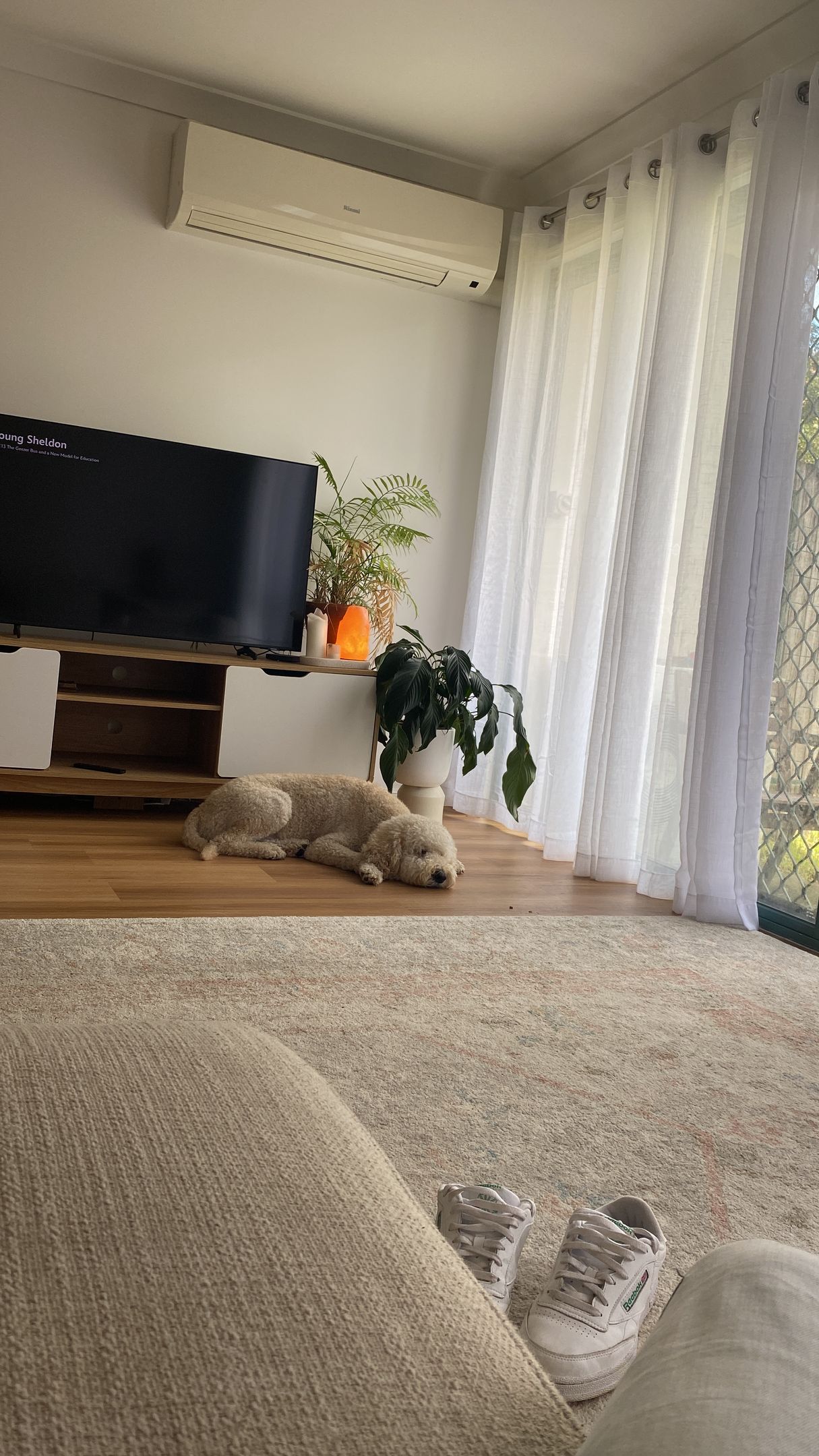 Cozy living room with a TV, plants, rug, and a small dog resting near the curtains.