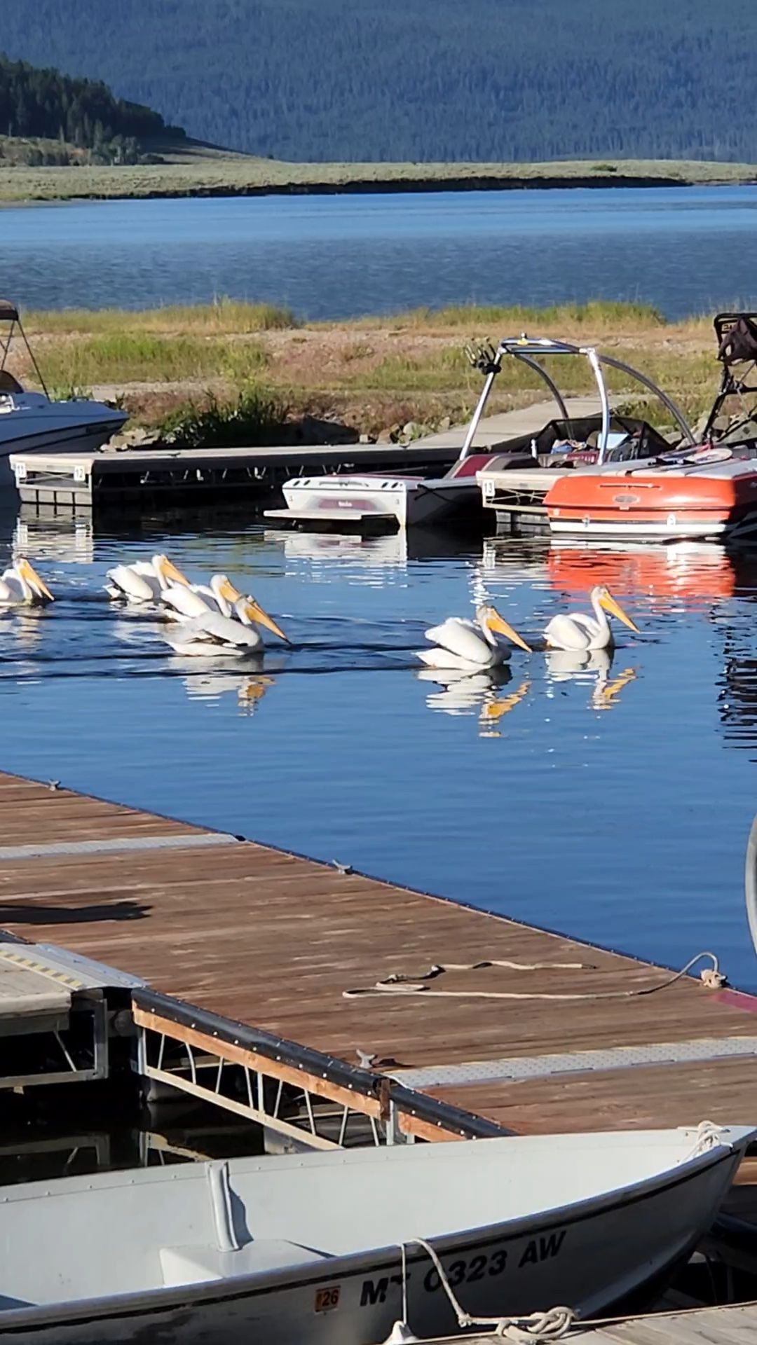 Seagulls on a calm lake near docks and boats, with mountains in the background.
