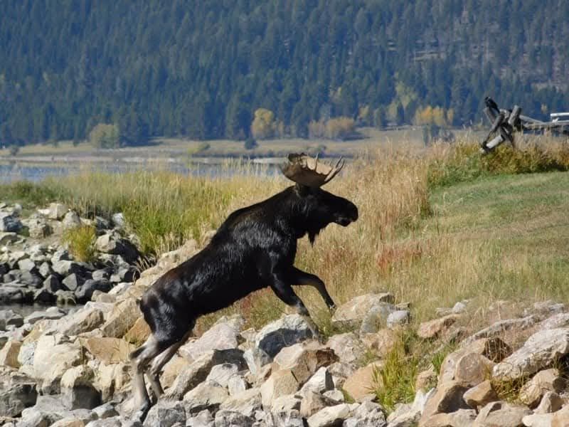 Black moose climbing rocks beside a grassy field with forested mountains in the background
