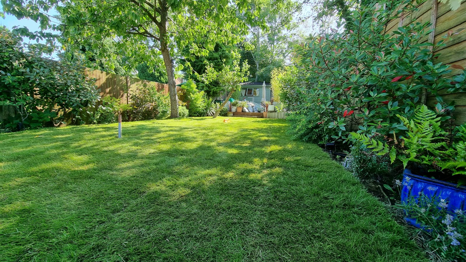 newly laid garden lawn turf