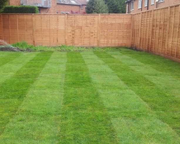 newly laid garden lawn turf