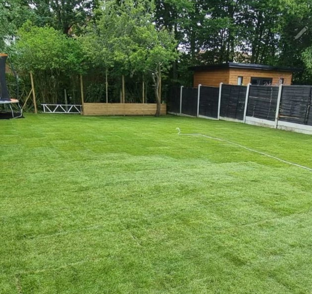 newly laid garden lawn turf