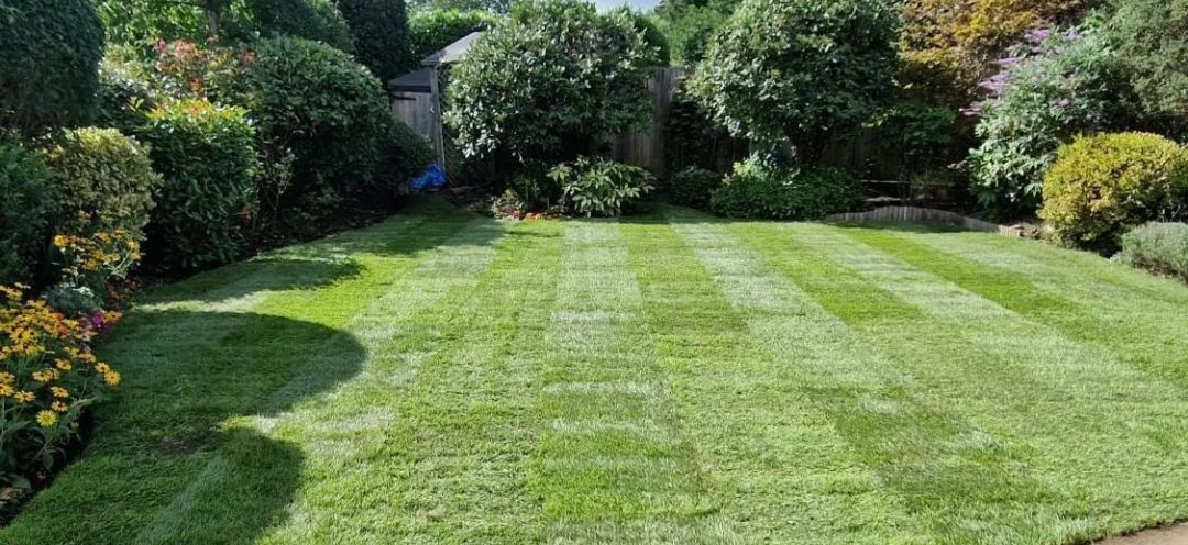 newly laid garden lawn turf