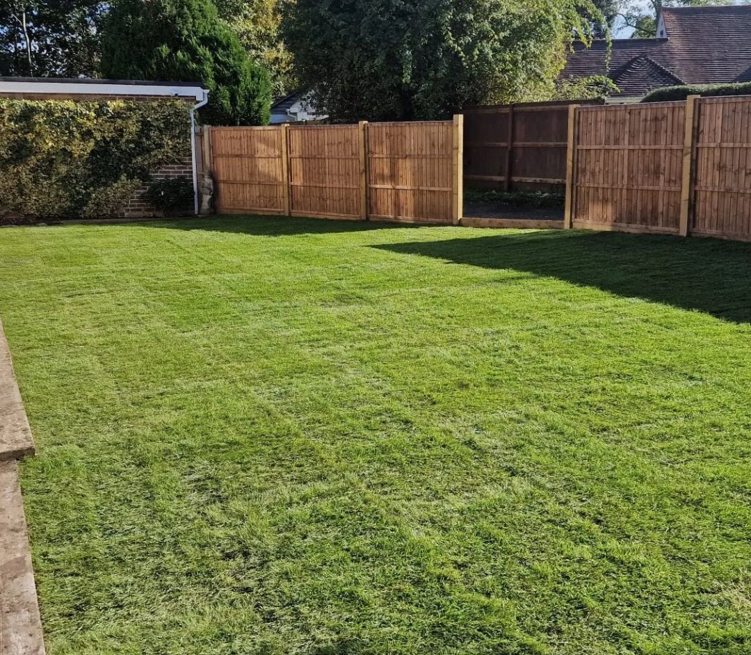 newly laid garden lawn turf