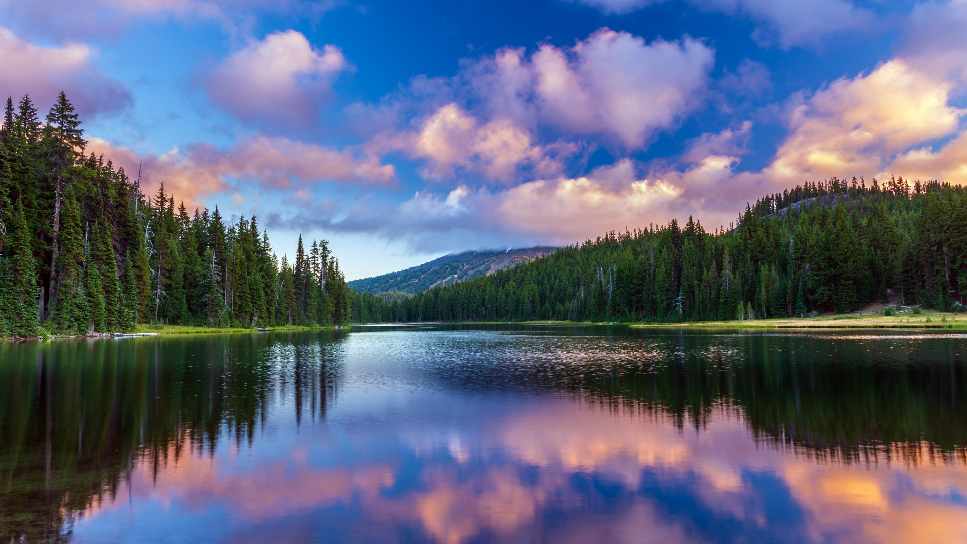 Calm forest lake reflecting pink clouds and pine trees at sunset