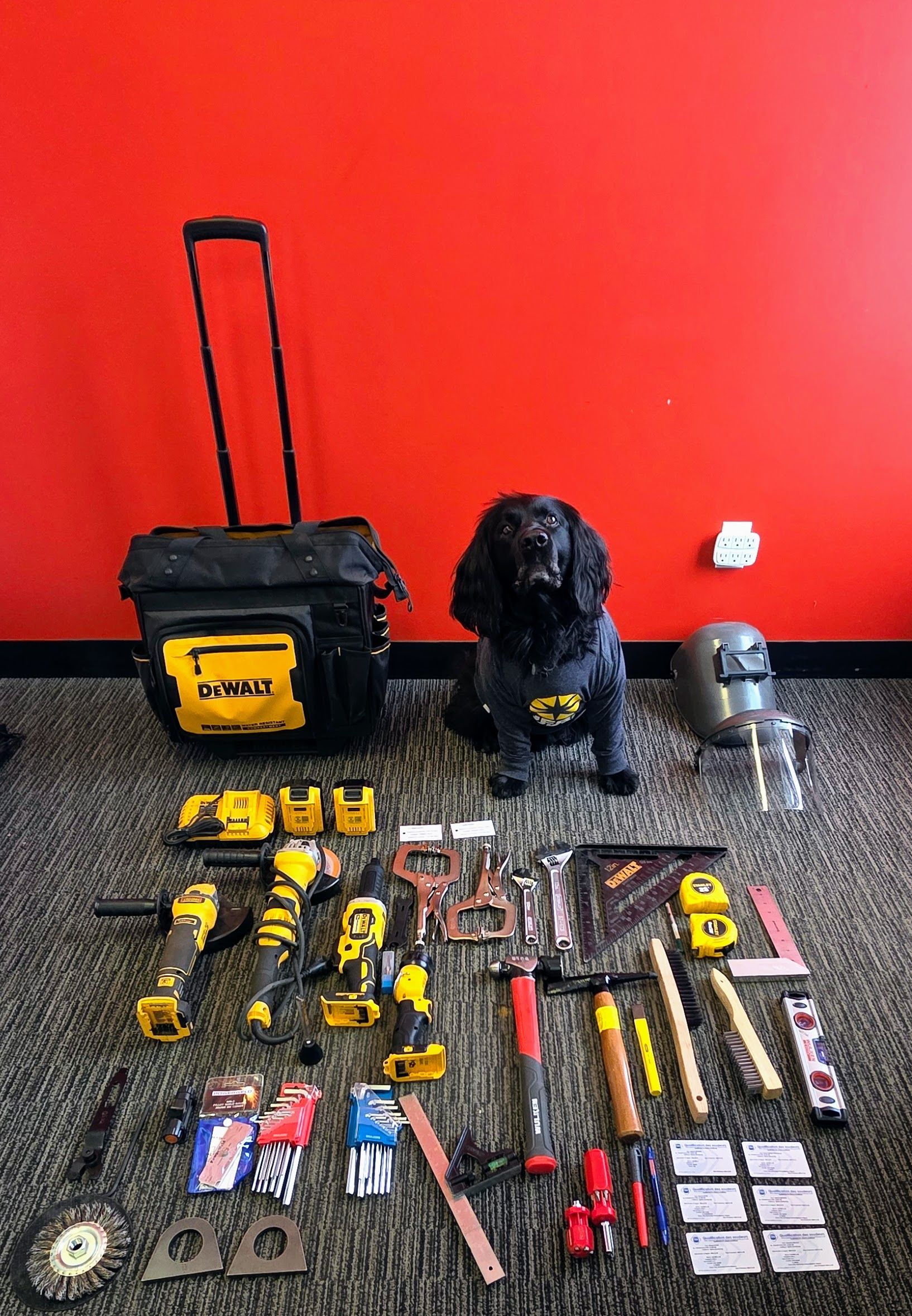 Un chien noir est assis sur un tapis gris devant un mur rouge où sont éparpillés un sac à outils à roulettes, des outils électriques et du matériel.