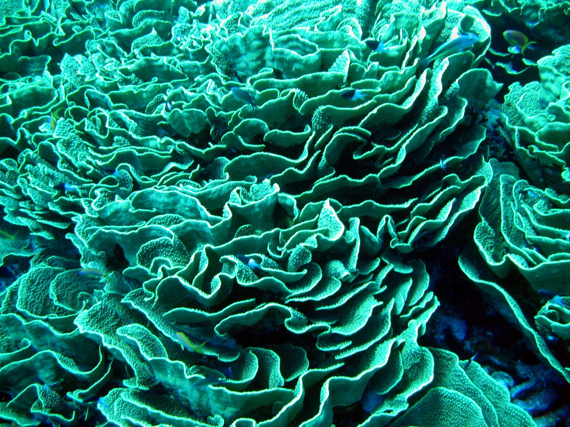 Rotes Meer, Tauchen, Scubadiving, Ägypten, Al-Qusair, 