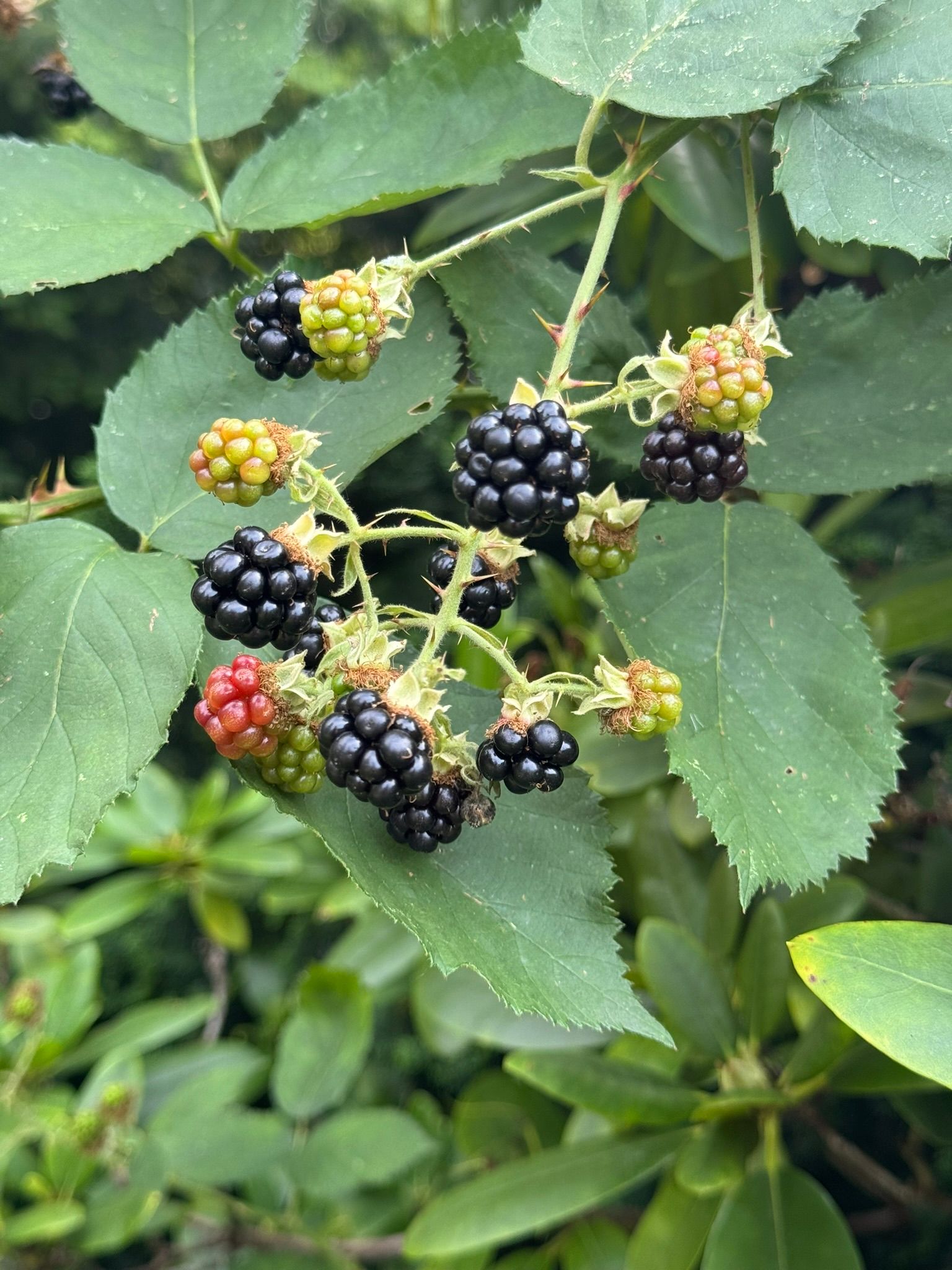 Brombeere, Hirschbeere