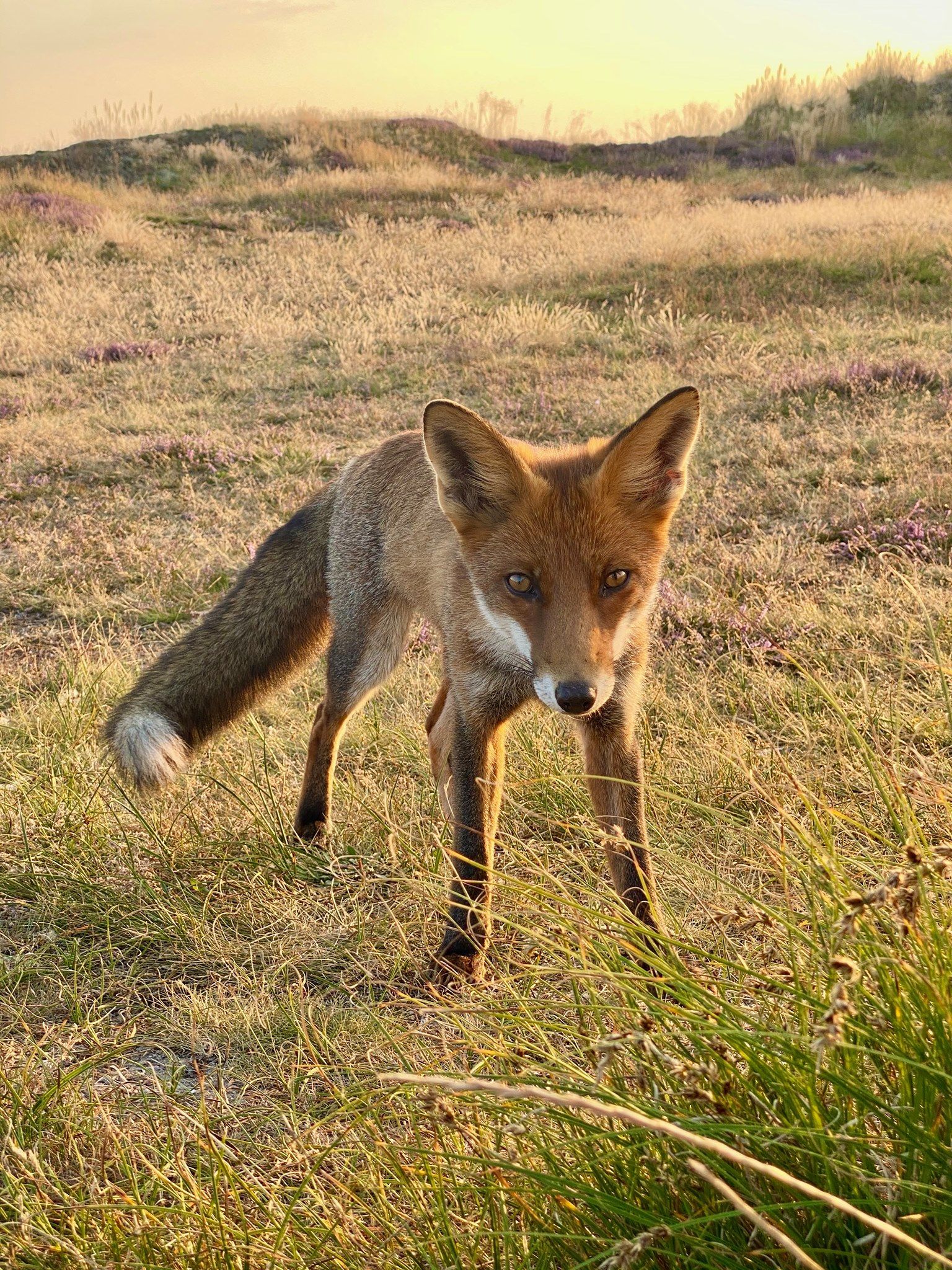 Fuchs, Fanö