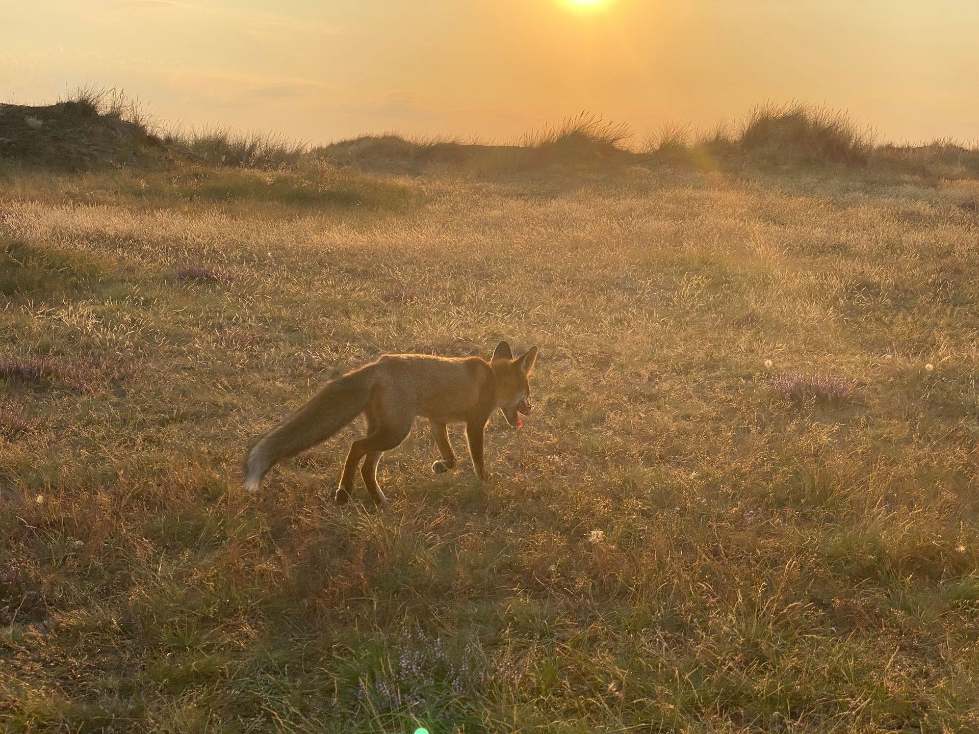 Fuchs, Fanö