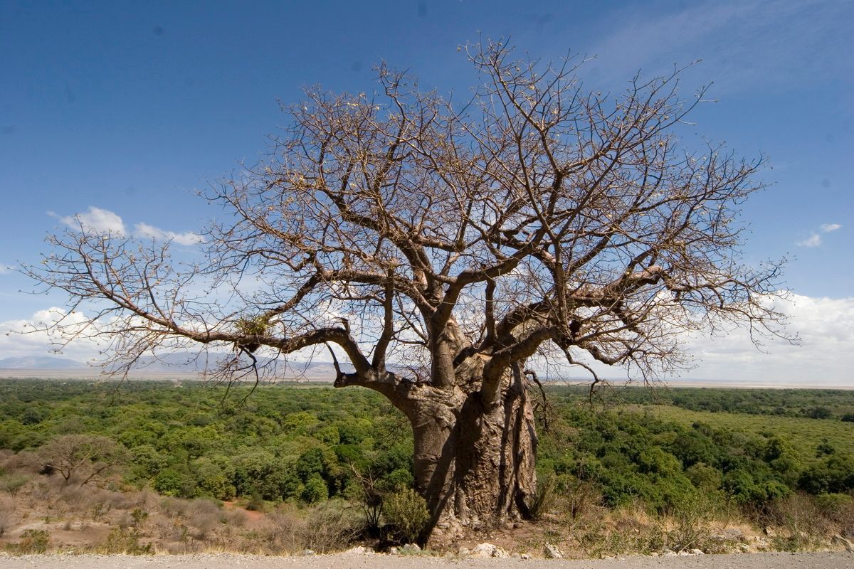 Ostafrika, Tansania, Kenia, Safari, Tierfoto, Lake Manyara, Baobab