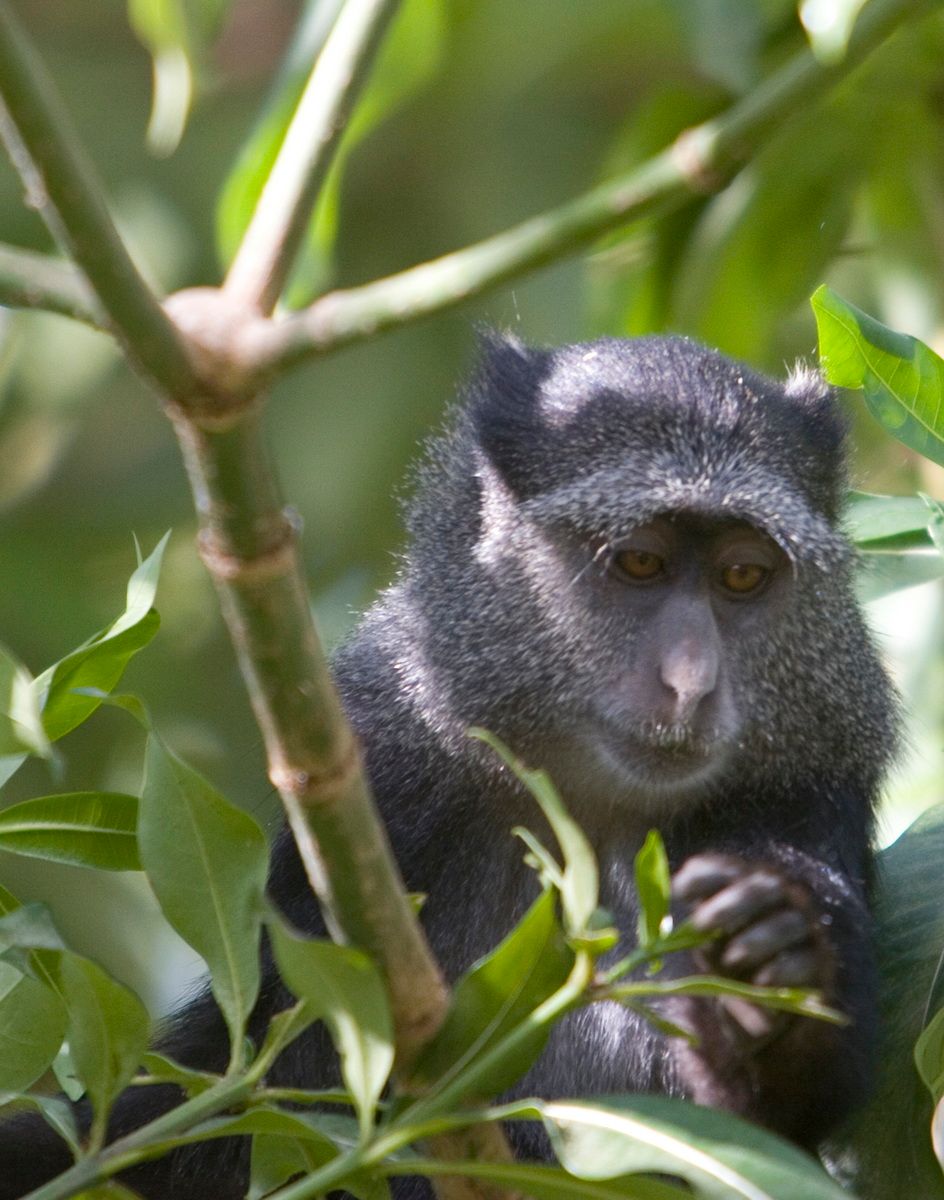 Ostafrika, Tansania, Kenia, Safari, Tierfoto, Lake Manyara, Affe