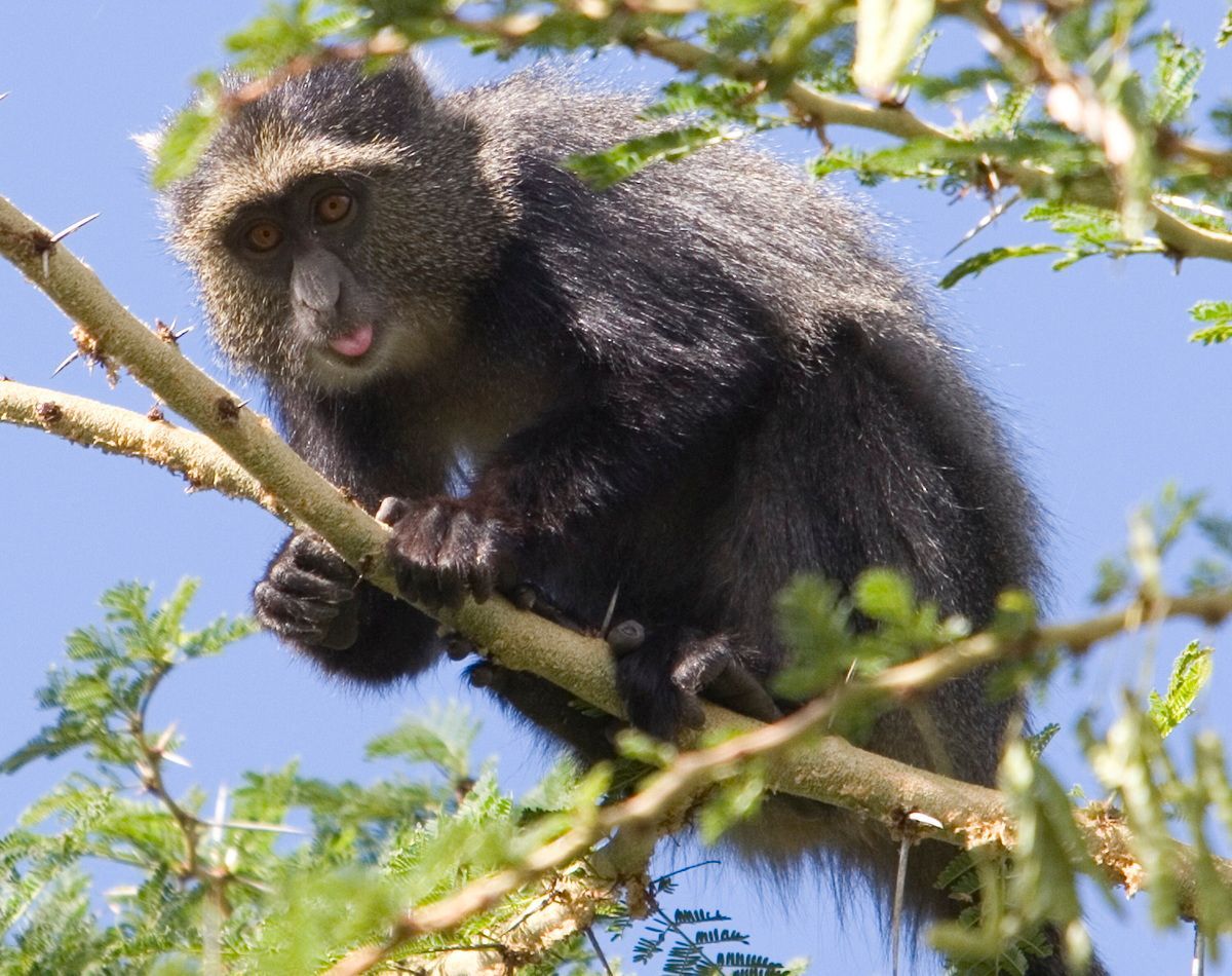 Ostafrika, Tansania, Kenia, Safari, Tierfoto, Lake Manyara, Affe