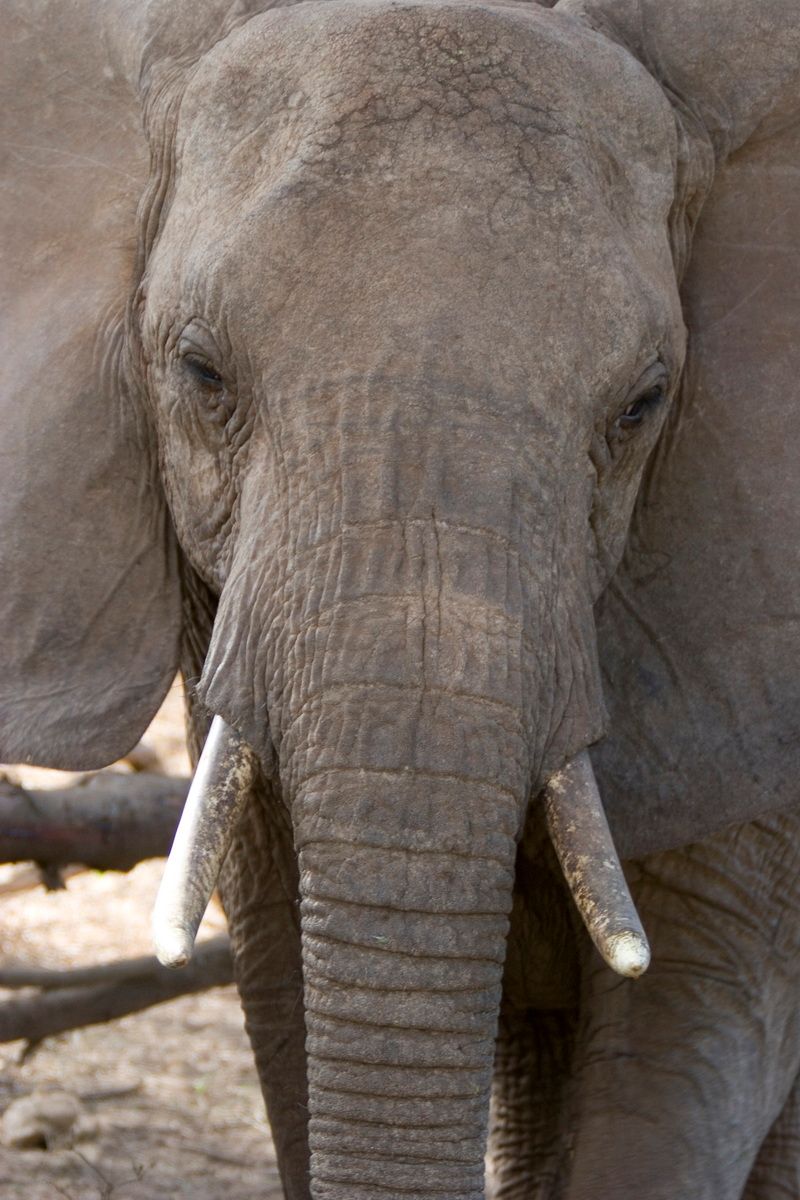 Ostafrika, Tansania, Kenia, Safari, Tierfoto, Lake Manyara, Elefant