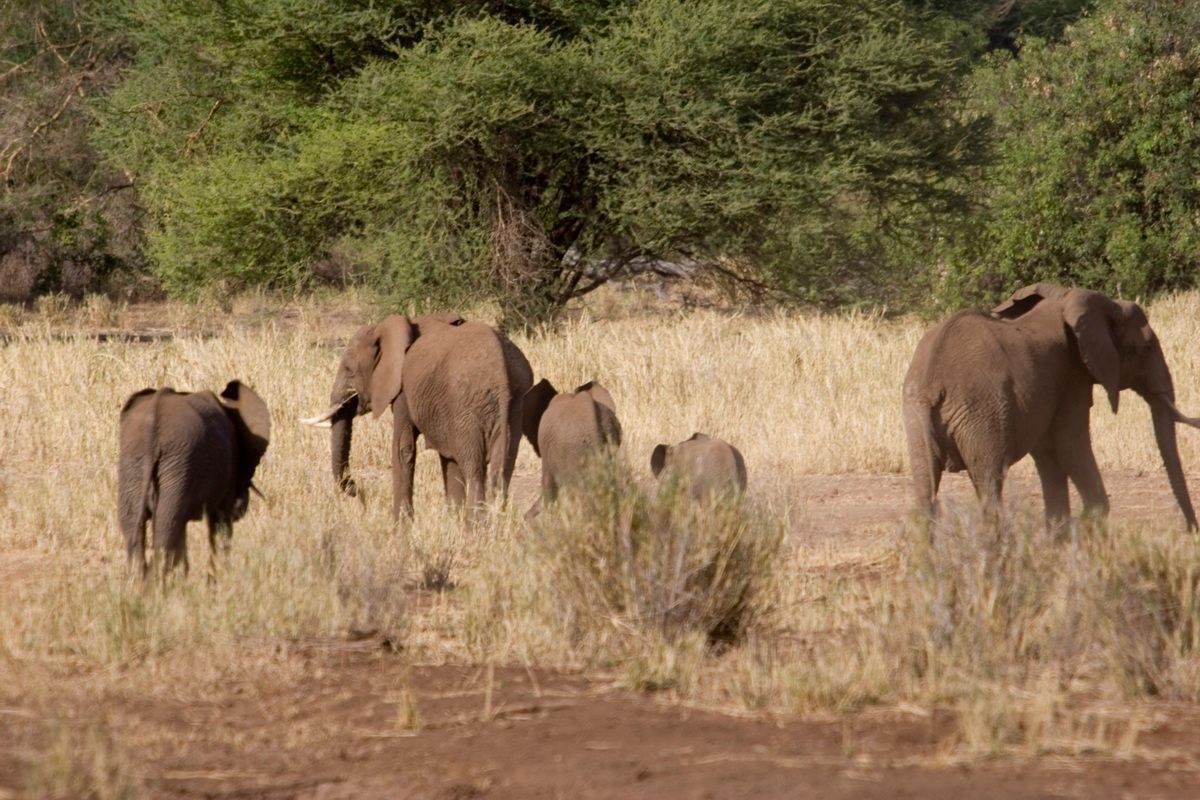 Ostafrika, Tansania, Kenia, Safari, Tierfoto, Lake Manyara, Elefantenherde