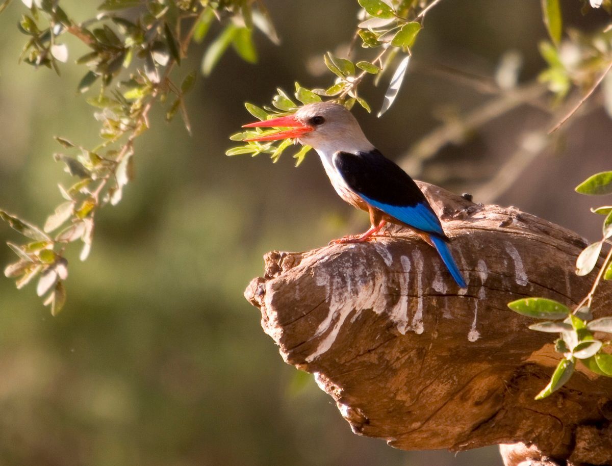 Ostafrika, Tansania, Kenia, Safari, Tierfoto, Lake Manyara, Antilope, Eisvogel