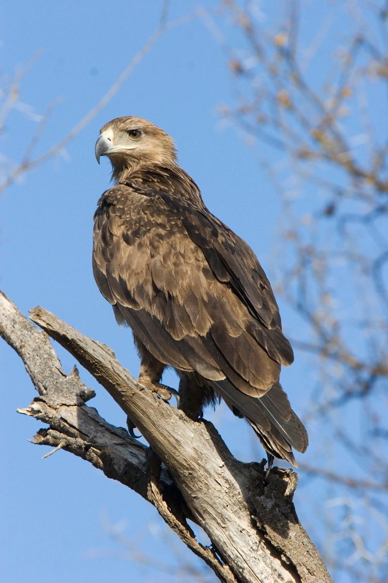 Ostafrika, Tansania, Kenia, Safari, Tierfoto, Lake Manyara, Adler