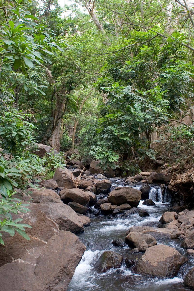 Ostafrika, Tansania, Kenia, Safari, Tierfoto, Lake Manyara, Dschungelfluss