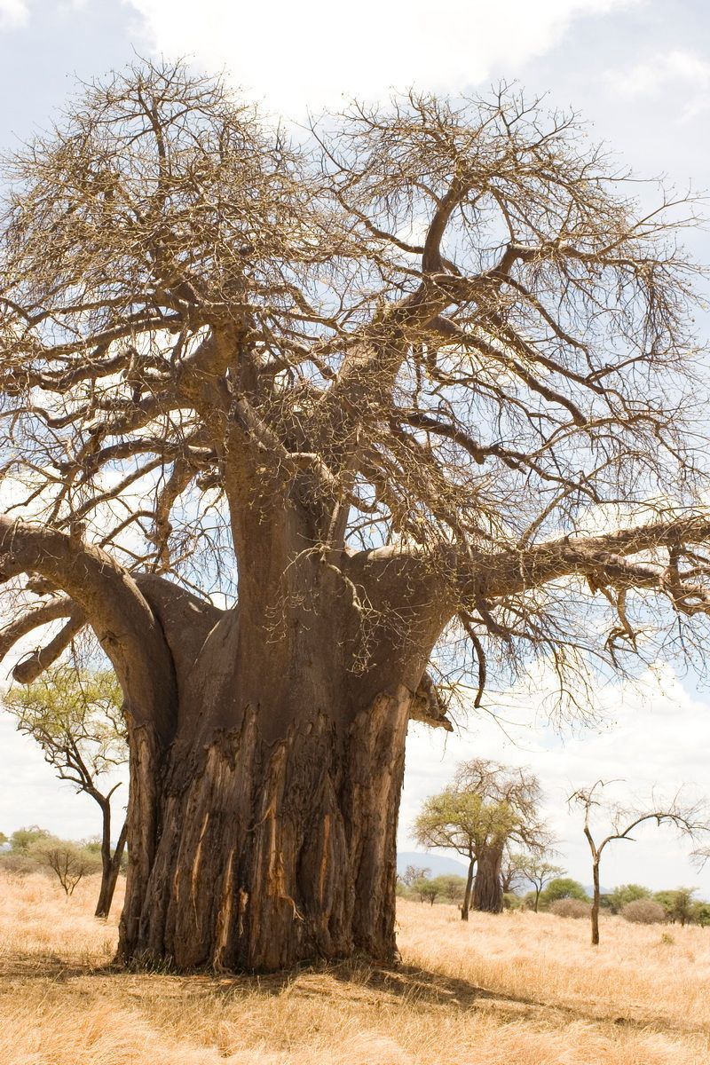 Ostafrika, Tansania, Kenia, Safari, Tierfoto, Lake Manyara, Baobab