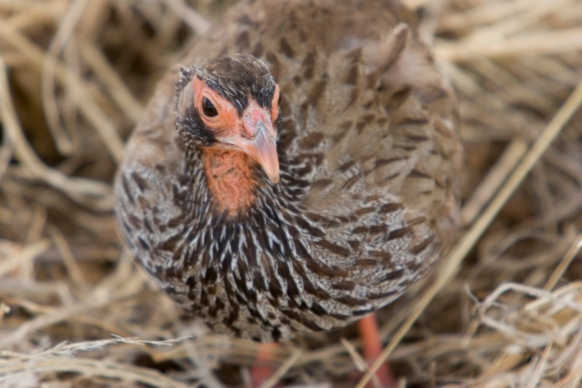 Ostafrika, Tansania, Kenia, Safari, Tierfoto, Lake Manyara, Huhn
