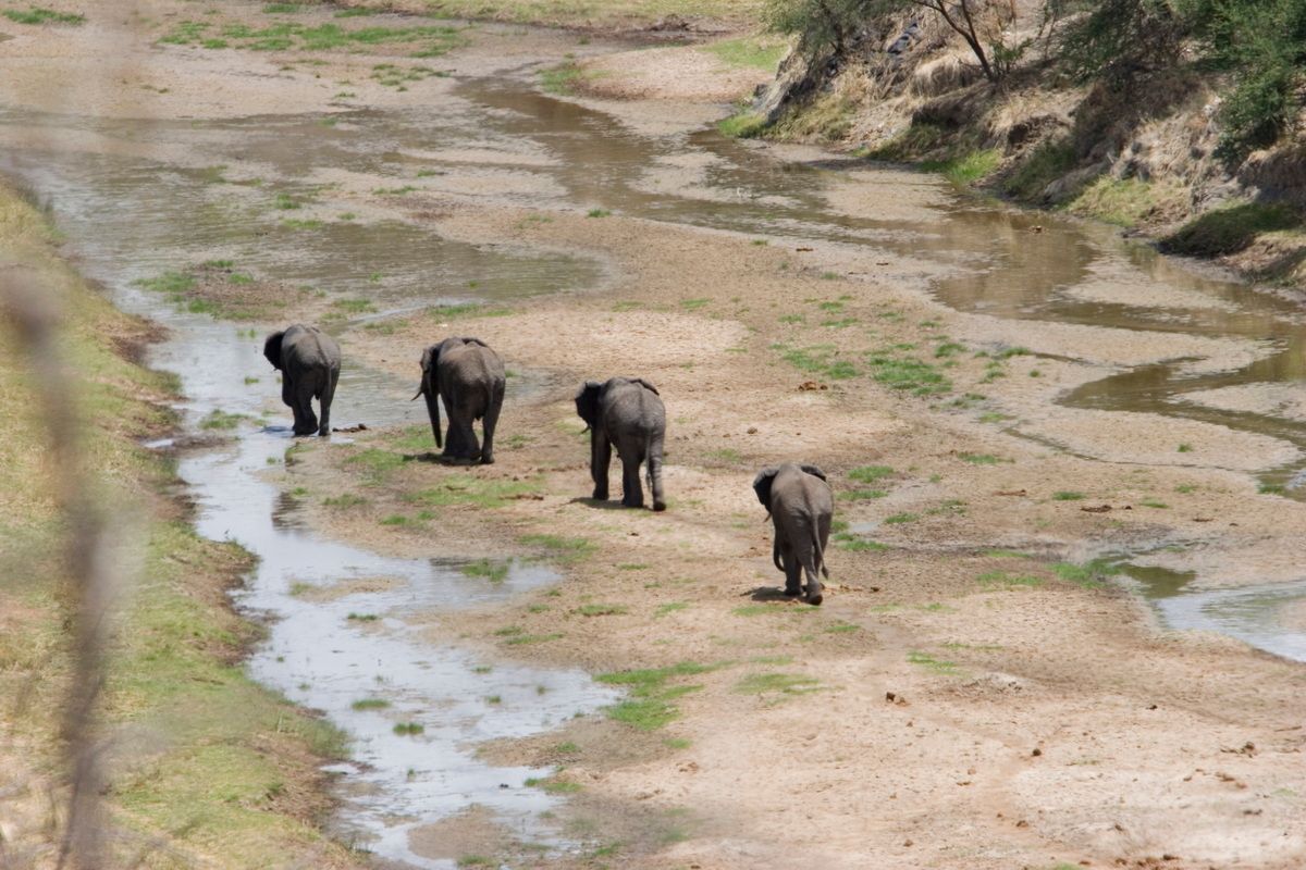 Ostafrika, Tansania, Kenia, Safari, Tierfoto, Lake Manyara, Elefantenherde am Fluss
