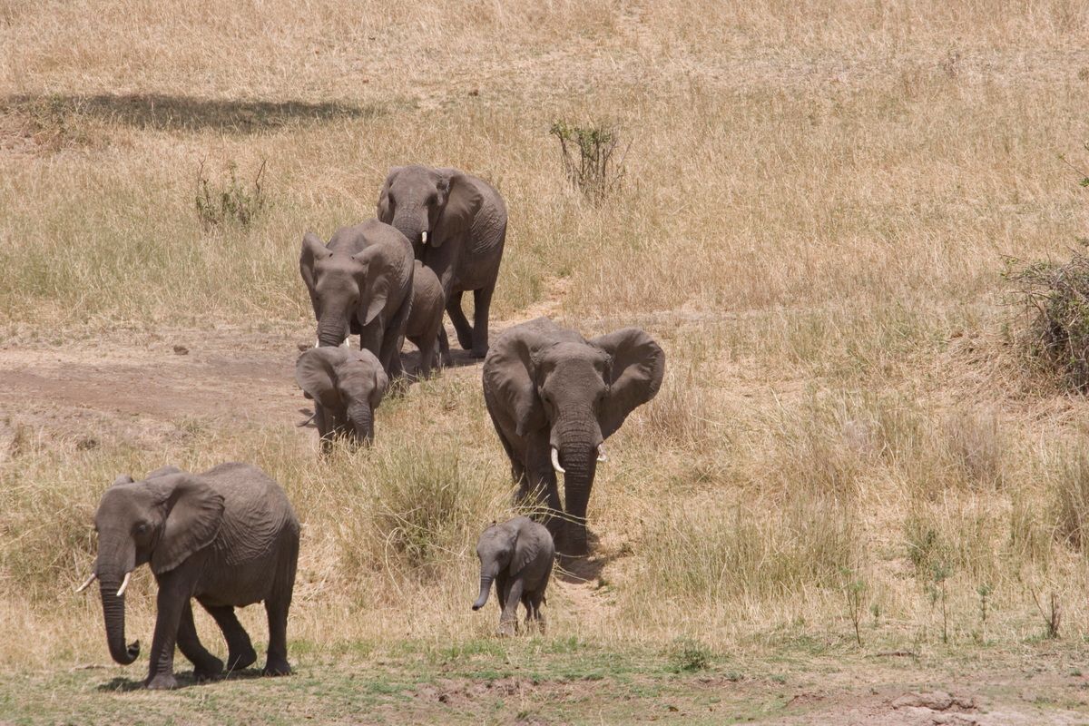 Ostafrika, Tansania, Kenia, Safari, Tierfoto, Lake Manyara, Elefantenherde