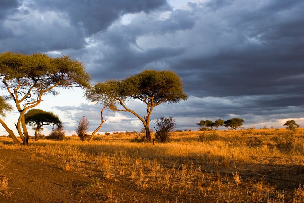 Ostafrika, Tansania, Kenia, Safari, Tierfoto, Lake Manyara, Sonnenuntergang, Savanne