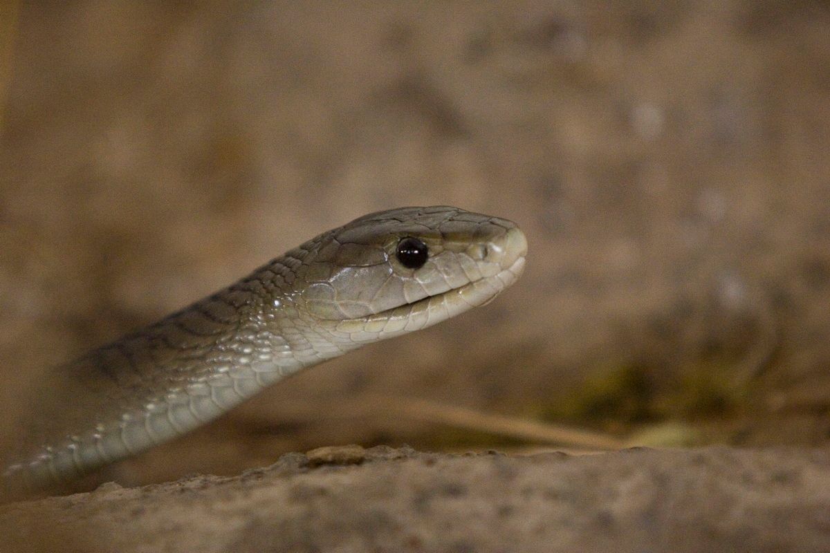Ostafrika, Tansania, Kenia, Safari, Tierfoto, Lake Manyara, Schlange, Black Mamba
