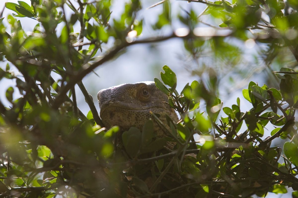 Ostafrika, Tansania, Kenia, Safari, Tierfoto, Lake Manyara, Echse im Baum