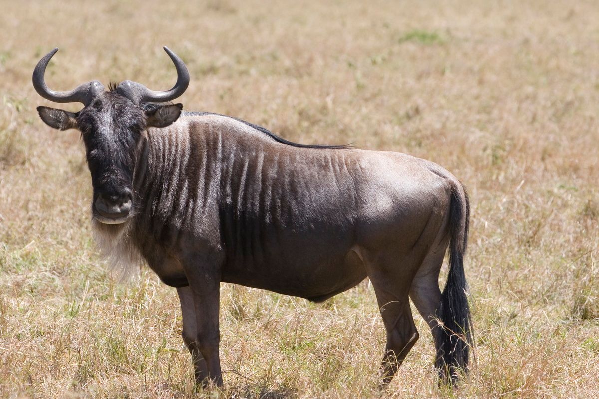 Ostafrika, Tansania, Kenia, Safari, Tierfoto, Masai Mara, Gnu, Wildebeest