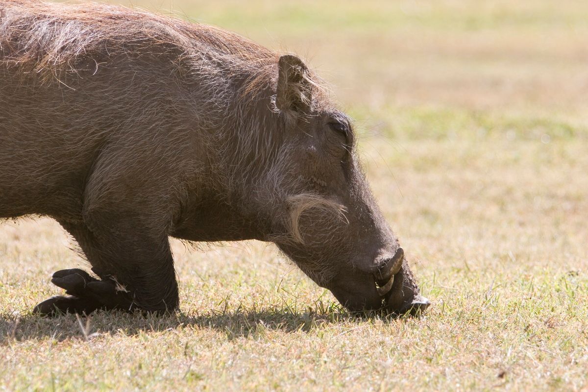 Ostafrika, Tansania, Kenia, Safari, Tierfoto, Masai Mara, Hängebauchschwein